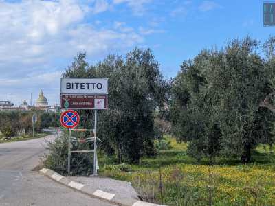 ...una variet� autoctona delle campagne pugliesi e in particolare di Bitetto, paese a sud di Bari 